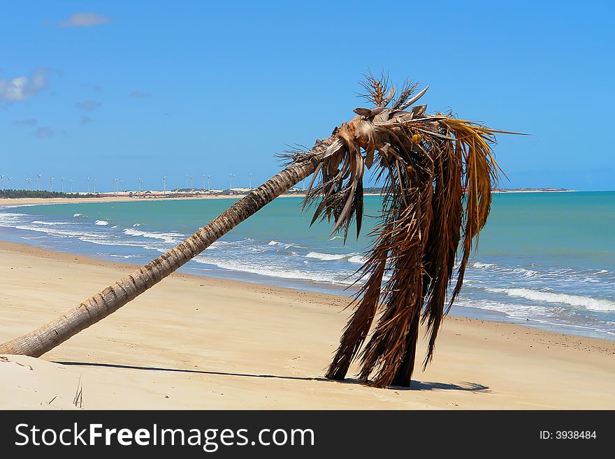 Palm tree at beach lying