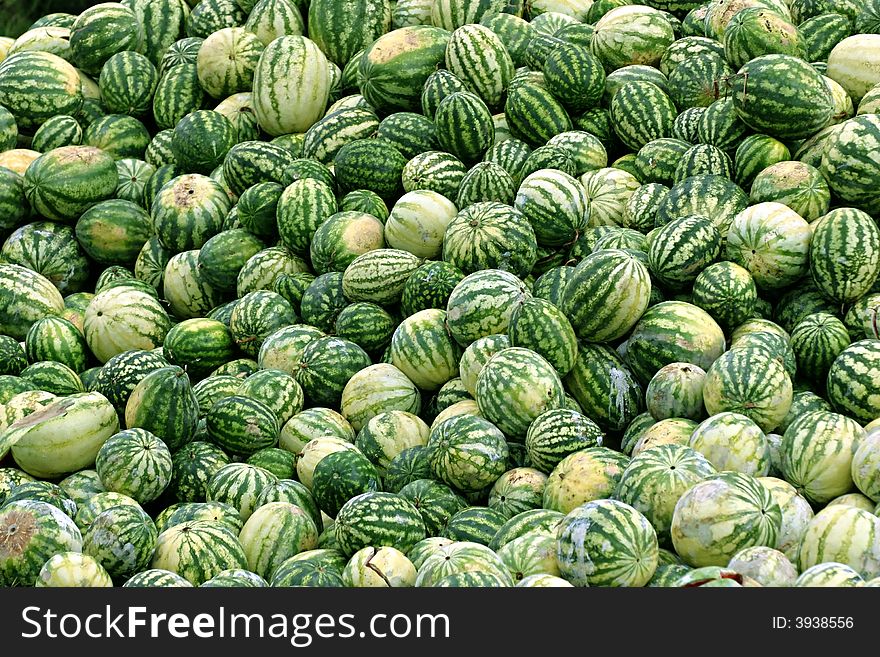 A lot of rotting watermelons. A lot of rotting watermelons