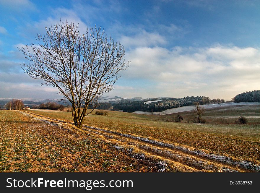 Lone tree on winter day