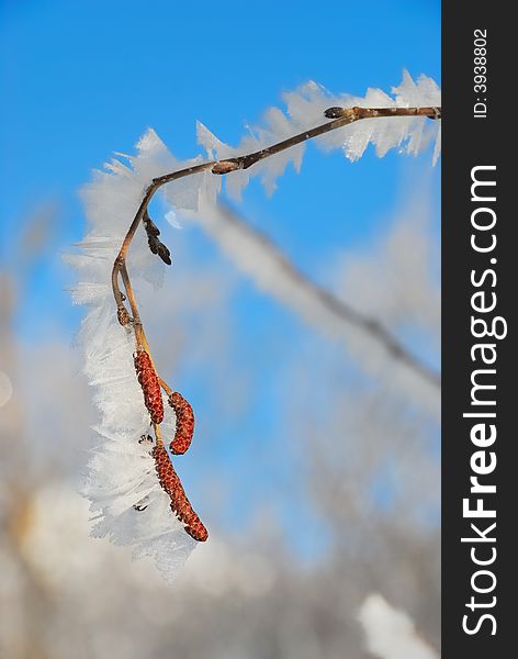 Tree branches with ice crystals. Tree branches with ice crystals