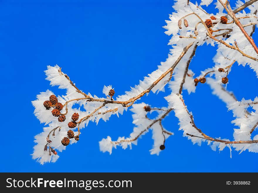 Tree branches with ice crystals. Tree branches with ice crystals