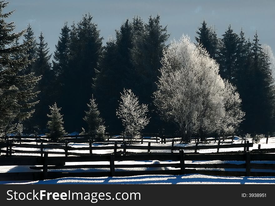 Winter landscape with snowy trees and fence. Winter landscape with snowy trees and fence