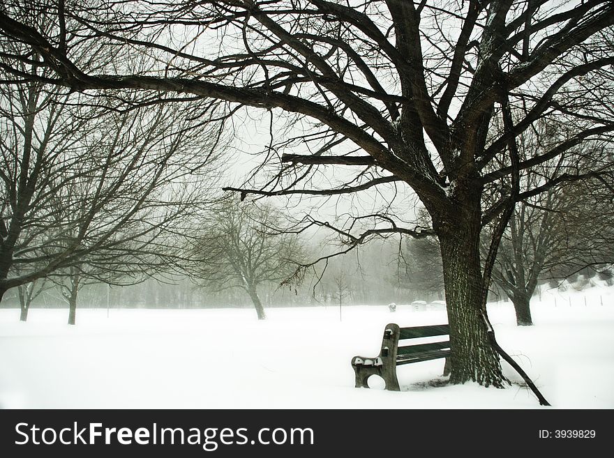 Winter image, bench under a tree. Winter image, bench under a tree