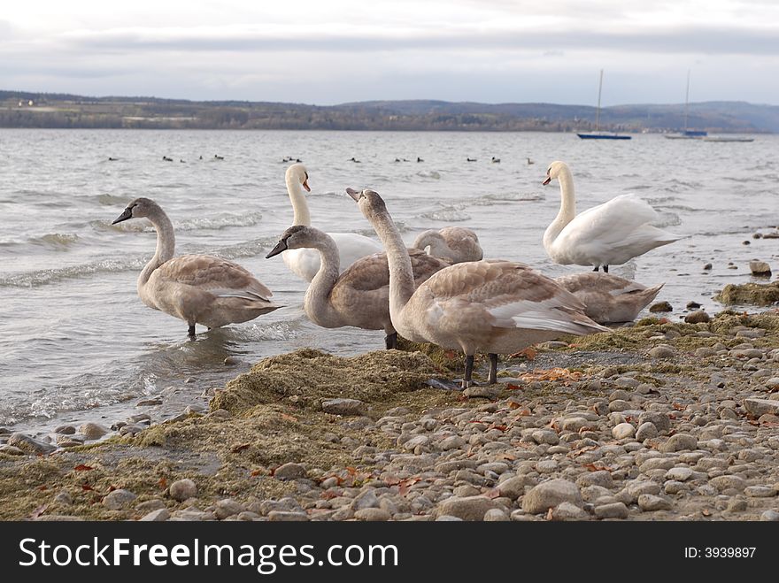 Group of swans at lakeside