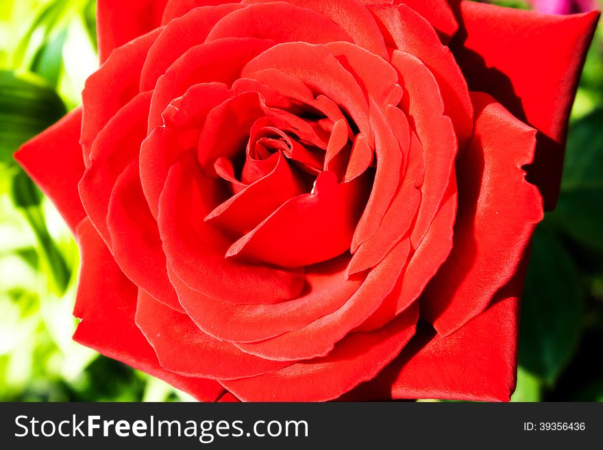 Bright Red Rose Closeup