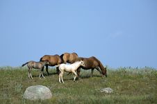Mares And Foals Grazing Royalty Free Stock Photography Mares And Foals Grazing Royalty Free Stock Photography