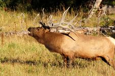 Bull Elk Bugle In Grass Royalty Free Stock Photos