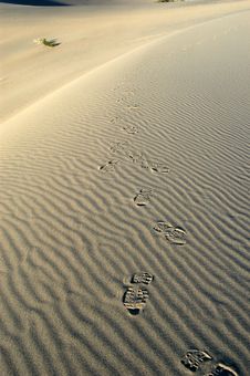 Foot Prints In Sand Dunes Stock Image