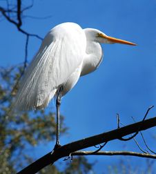 Great White Heron Stock Image