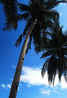 Coconut Royalty Free Stock Photography Coconut Royalty Free Stock Photography