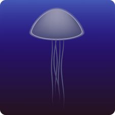 Jellyfish Stock Photography