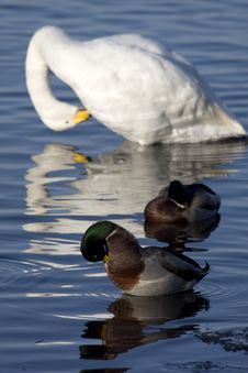 Ducks And Swans Preening Royalty Free Stock Image
