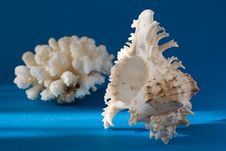 Seashell And Coral Stock Photos