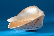 Seashell Stock Images