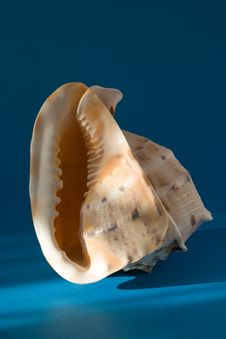 Seashell Stock Photos