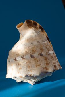 Seashell Stock Image