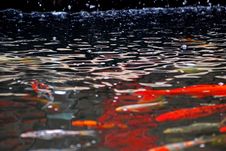 Koi Fish Swimming In The Pond Royalty Free Stock Images Koi Fish Swimming In The Pond Royalty Free Stock Images