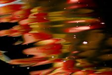 Koi Fish Swimming In The Pond Stock Images Koi Fish Swimming In The Pond Stock Images