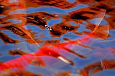 Koi Fish Swimming In The Pond Royalty Free Stock Images Koi Fish Swimming In The Pond Royalty Free Stock Images