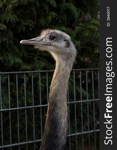 Portrait of a grey ostrich. Portrait of a grey ostrich