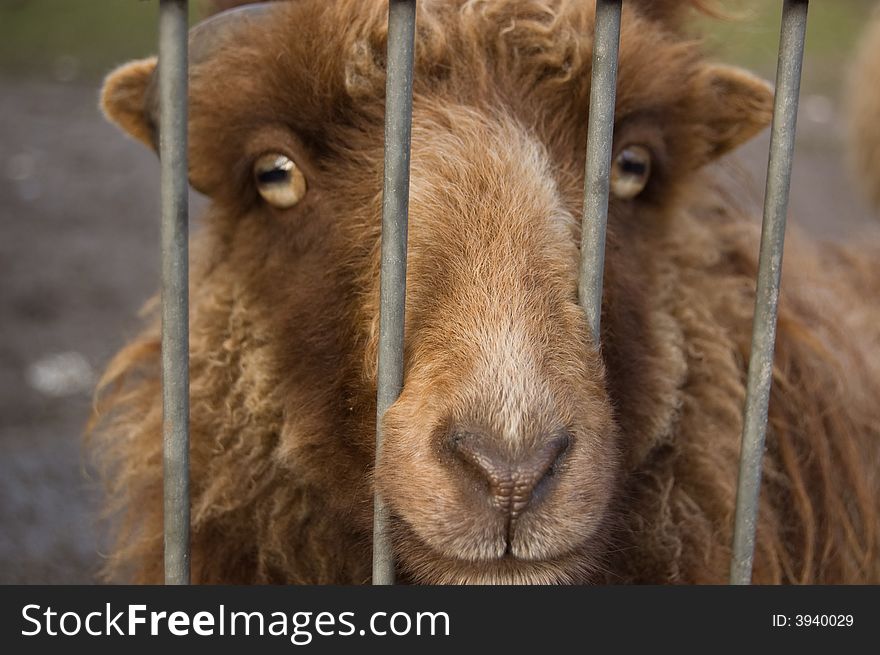 Brown sheep captured between the bars