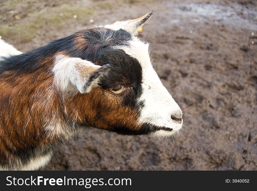 Portrait of an adult goat. Portrait of an adult goat