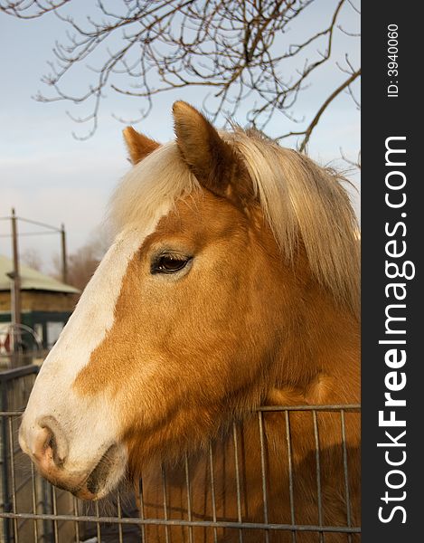 Portrait of a brown horse with white bless