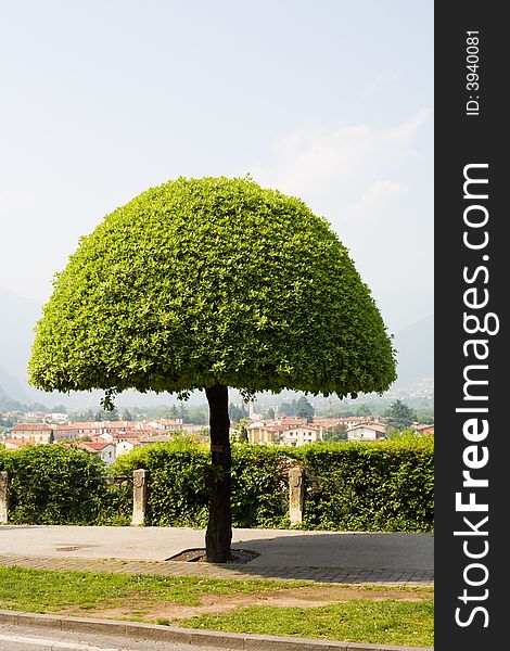 Tree On The Italy City