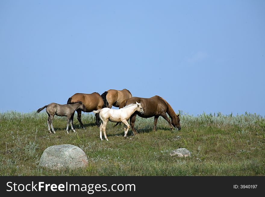 Mares And Foals Grazing