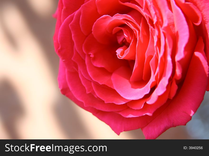 Red rose shoot in the garden