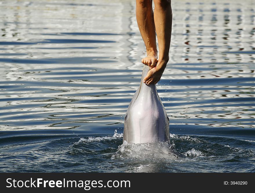 Womans Feet on a Dolphin.