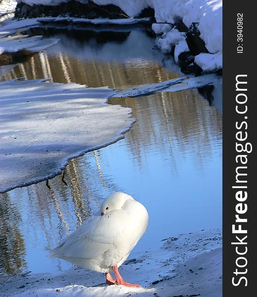 Bird blanche eau goose hiver oie. Bird blanche eau goose hiver oie