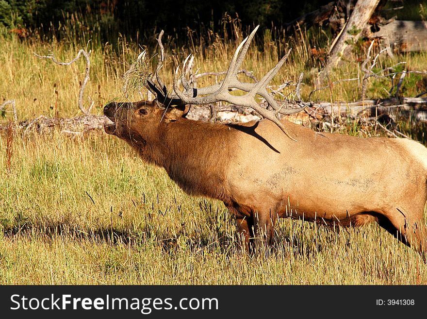 Bull elk bugling in grassy meadow with grass in his antlers. Bull elk bugling in grassy meadow with grass in his antlers
