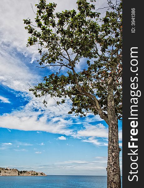 A tree growing lonely by the seaside with nice blue sky. A tree growing lonely by the seaside with nice blue sky