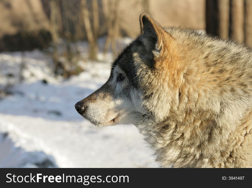 The wolf in a zoo of Moscow