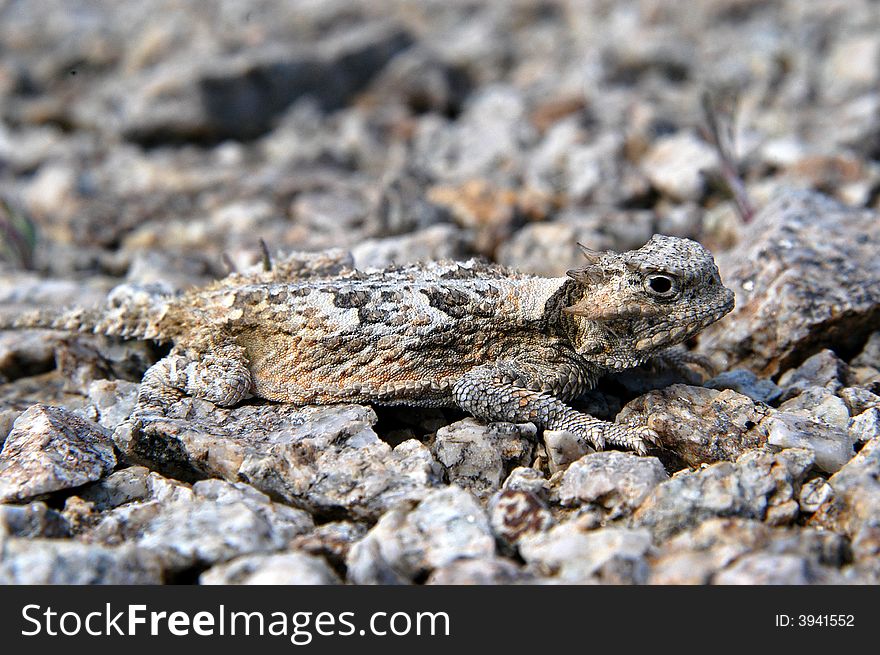 Short horned lizard showing how they are camoflaged in their natural environment profile. Short horned lizard showing how they are camoflaged in their natural environment profile