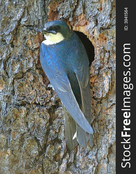 Tree swallow at nest cavity with an insect in mouth checking to see if the coast is clear. Tree swallow at nest cavity with an insect in mouth checking to see if the coast is clear