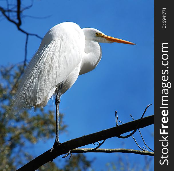 Profile of a Great White Heron standing on a tree branch with a blue sky background.