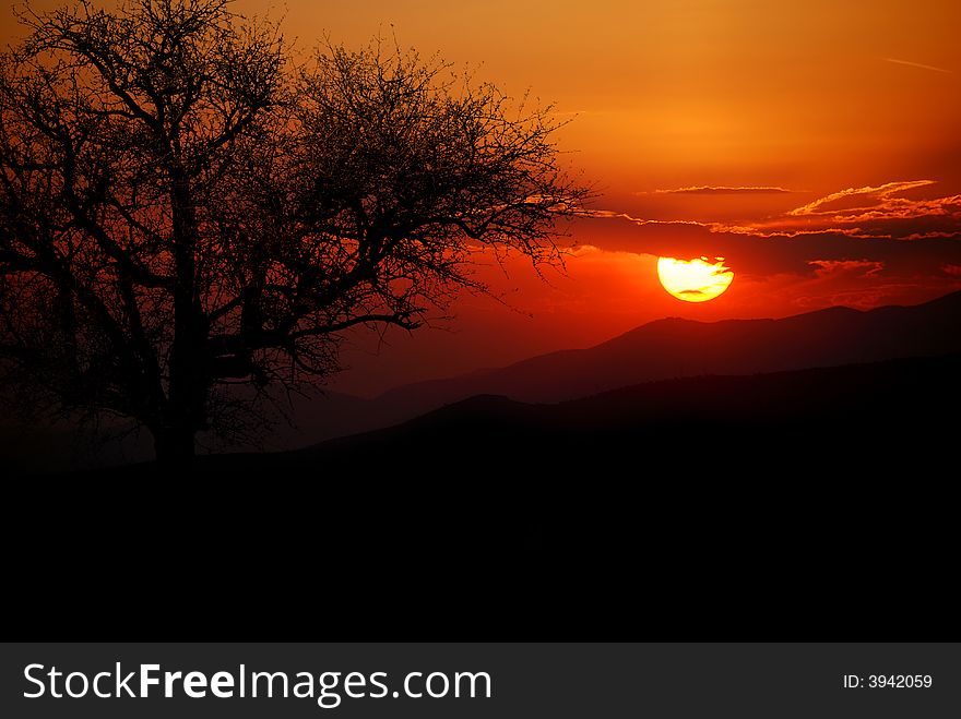 Tree silhouette against a warm summer's sunset