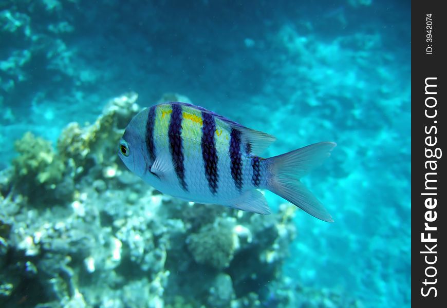 A tropical fish with black stripes passing by. A tropical fish with black stripes passing by