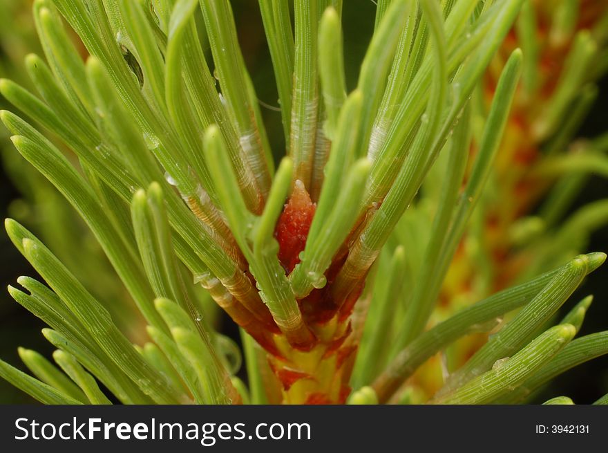 Close up to the fresh Spring pine branch. Close up to the fresh Spring pine branch