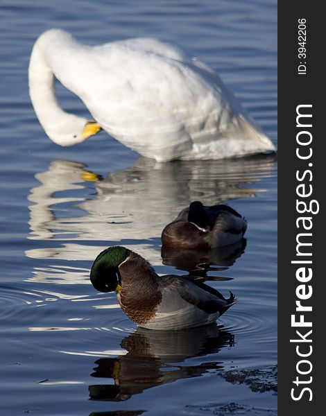 Mallard ducks and a Whooper swan preening by a lake in England. Mallard ducks and a Whooper swan preening by a lake in England