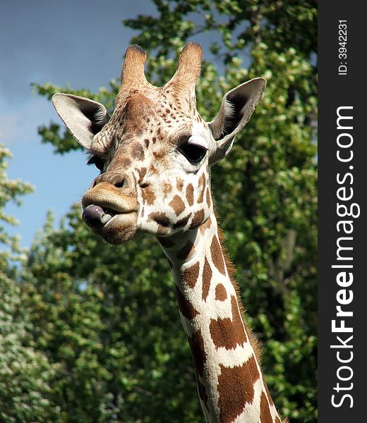 Image of a giraffe focussing on its head and upper neck. Image of a giraffe focussing on its head and upper neck