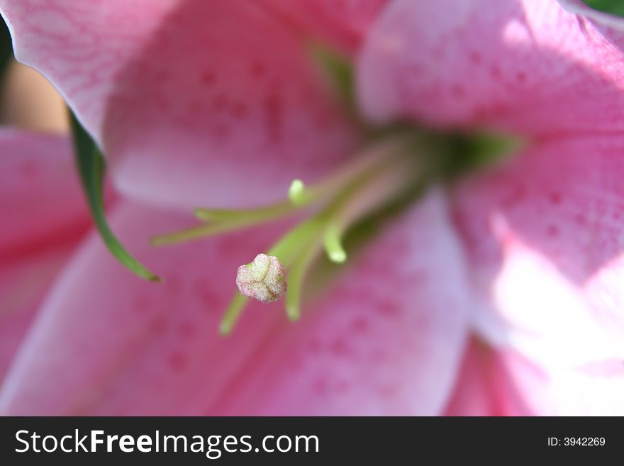 Pink lily in the sunshine