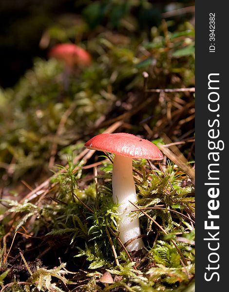 Red mushrooms in sibirea forest. Red mushrooms in sibirea forest