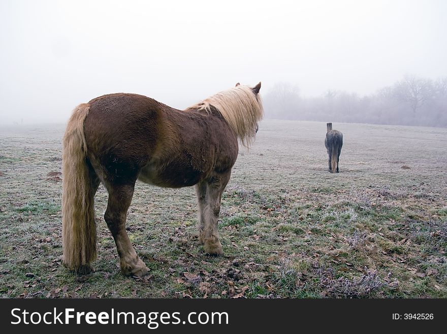 Vintage horse with foggy landscape