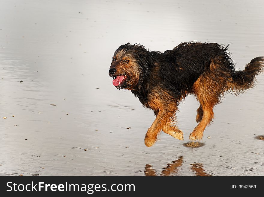 Dog with tounge out running on beach