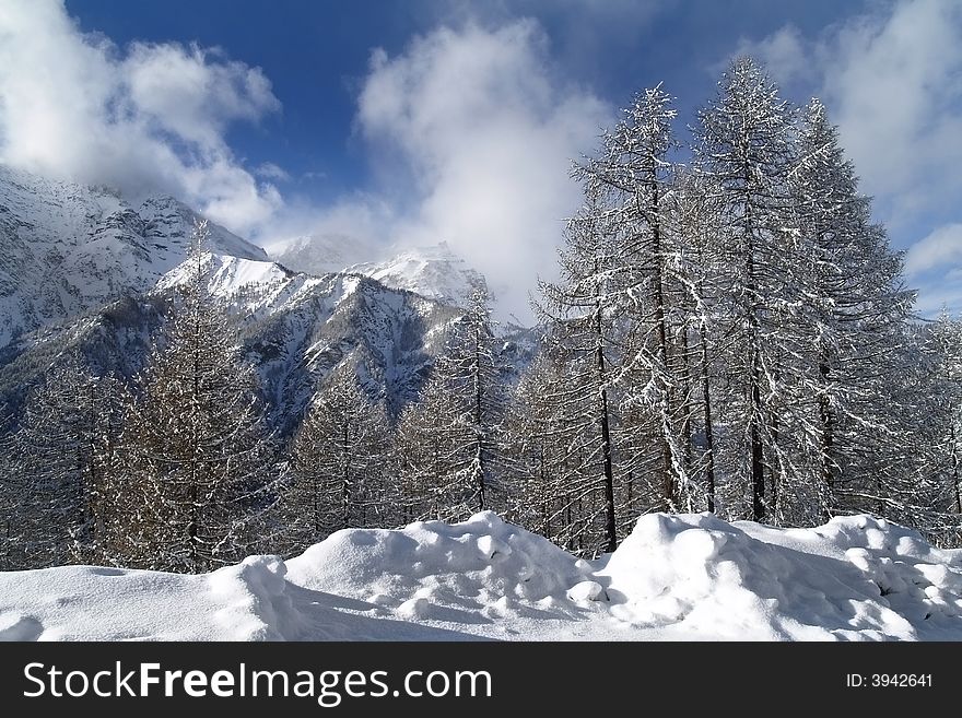 A fire-tree forest covered by fresh snow in the Alps. A fire-tree forest covered by fresh snow in the Alps