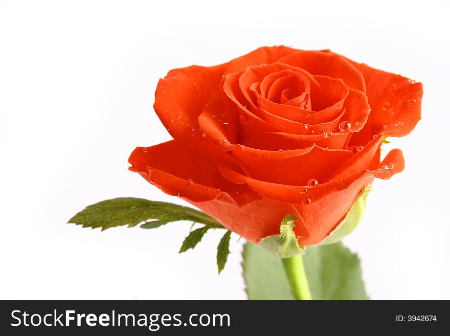 Beautiful Red Rose isolated on white