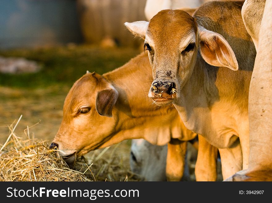 Two cows are eating rice straw.